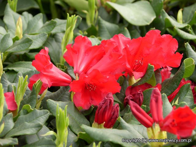 Rhododendron forrestii 'Baden-Baden'  - różanecznik forresta odm. 'Baden-Baden' 