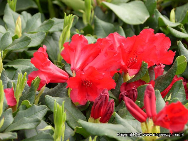 Rhododendron forrestii 'Baden-Baden'  - рододендрон форреста odm. 'Baden-Baden' 