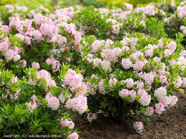 Rhododendron micranthum 'Bloombux'  - różanecznik drobnokwiatowy odm. 'Bloombux' 