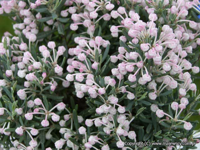 Andromeda polifolia 'Blue Ice'  - modrzewnica pospolita odm. 'Blue Ice' 