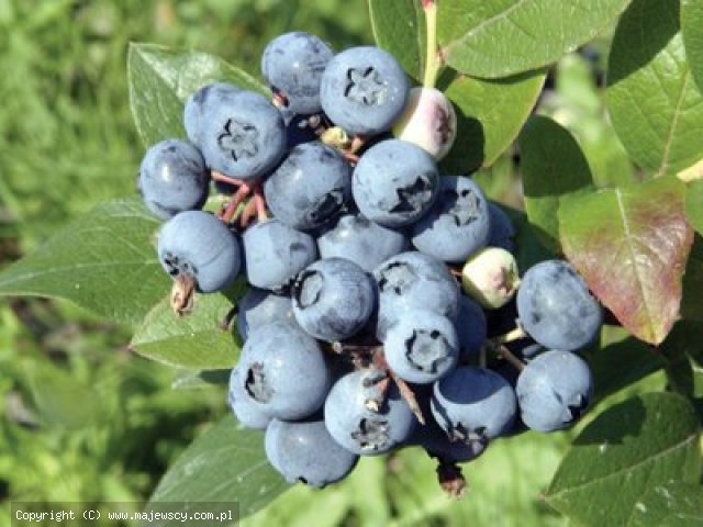 Vaccinium corymbosum 'Bluejay'  - borówka wysoka odm. 'Bluejay' 