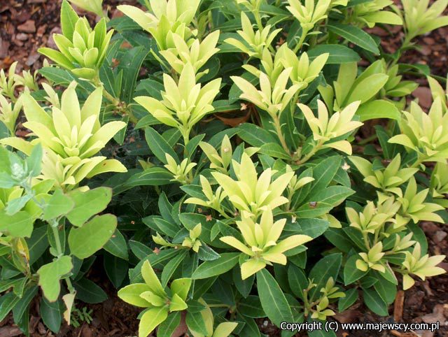 Pieris japonica 'Bolero'  - pieris japoński odm. 'Bolero' 