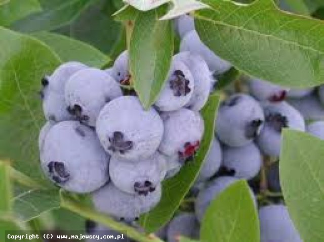 Vaccinium corymbosum 'Bluegold'  -  odm. 'Bluegold' 