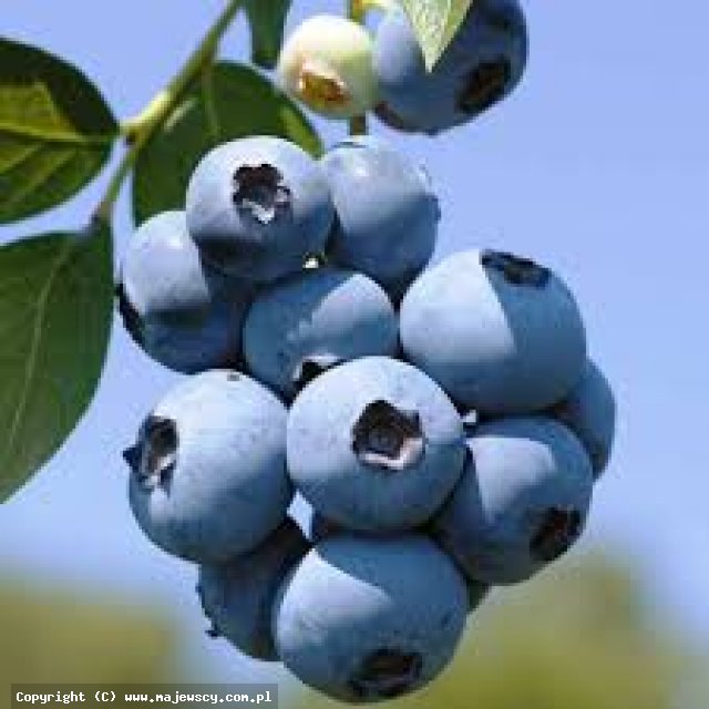 Vaccinium corymbosum 'Spartan'  -  odm. 'Spartan' 