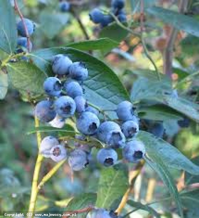 Vaccinium corymbosum 'Elizabeth'  - голубика садовая odm. 'Elizabeth' 