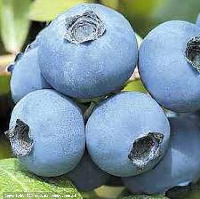 Vaccinium corymbosum 'Herbert'  -  odm. 'Herbert' 