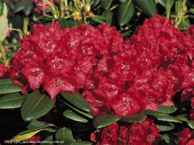 Rhododendron hybride 'Busuki'  - różanecznik wielkokwiatowy odm. 'Busuki' 