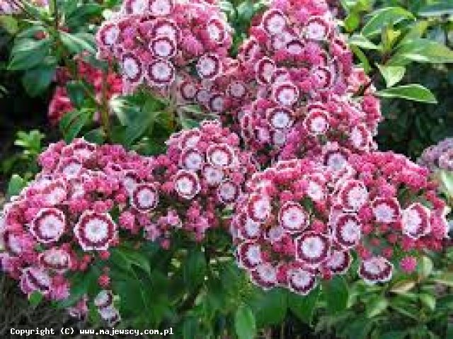 Kalmia latifolia 'Bondeau'  - kalmia szerokolistna odm. 'Bondeau' 