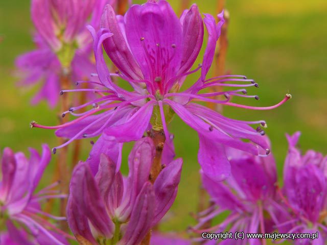 Rhododendron canadense 'rhododendron canadense'  - różanecznik kanadyjski odm. 'rhododendron canadense' 