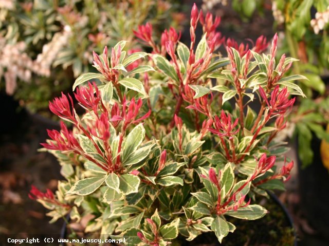 Pieris japonica 'Carnaval'  - pieris japoński odm. 'Carnaval' 