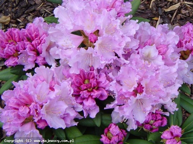 Rhododendron yakushimanum 'Caroline Allbrook'  - różanecznik jakuszimański odm. 'Caroline Allbrook' 