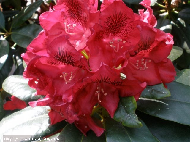 Rhododendron hybride 'Cherry Kiss'  - różanecznik wielkokwiatowy odm. 'Cherry Kiss' 