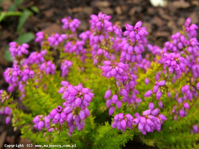 Erica cinerea 'Golden Sport'  - wrzosiec szary odm. 'Golden Sport' 