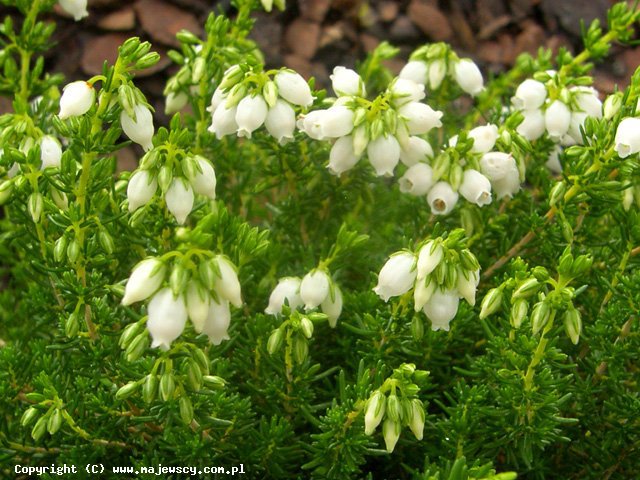 Erica cinerea 'Marina'  - wrzosiec szary odm. 'Marina' 