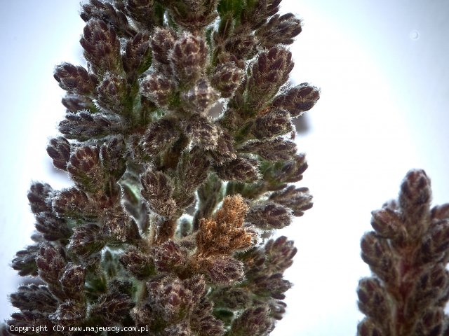 Calluna vulgaris 'Cologne' ® -  odm. 'Cologne' ®