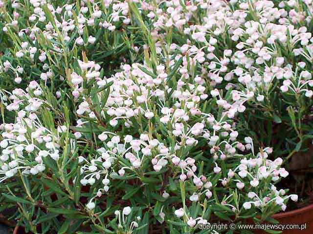 Andromeda polifolia 'Compacta'  - modrzewnica pospolita odm. 'Compacta' 