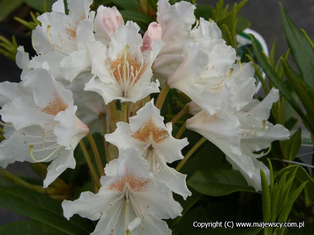 Rhododendron hybride 'Cunningham White'  - różanecznik wielkokwiatowy odm. 'Cunningham White' 