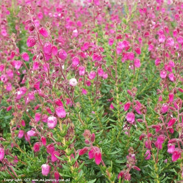 Daboetzia cantabrica 'Atropurpurea'  - дабоэция кантабрийская odm. 'Atropurpurea' 