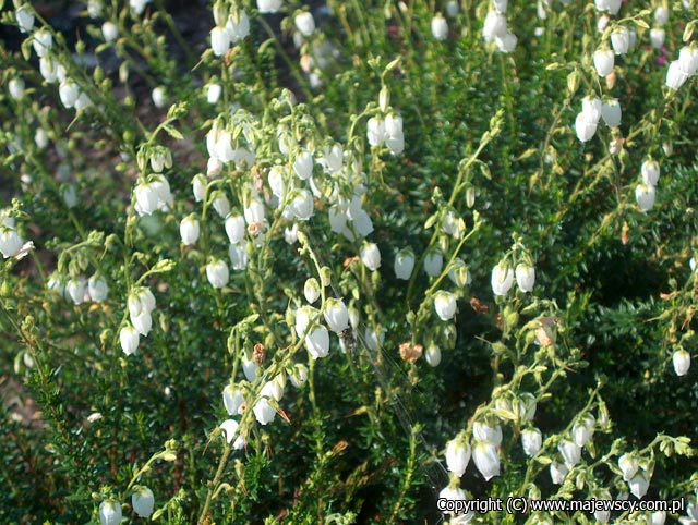 Daboetzia cantabrica 'Alba'  - irish heath odm. 'Alba' 