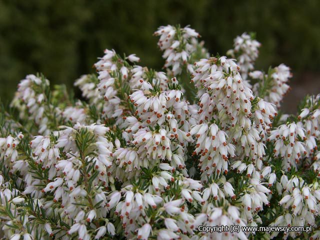 Erica carnea 'Alba'  - spring heath odm. 'Alba' 