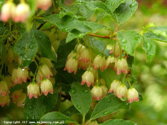 Enkianthus campanulatus 'Enkiant dzwonkowaty'  - энкянт колокольчиковый odm. 'Enkiant dzwonkowaty' 