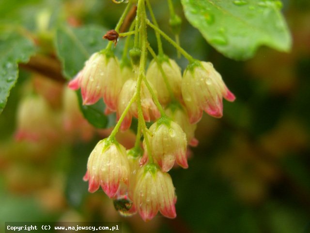 Enkianthus campanulatus 'Enkiant dzwonkowaty'  - enkiant dzwonkowaty odm. 'Enkiant dzwonkowaty' 