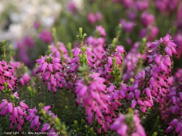 Erica carnea 'Memory'  - wrzosiec krwisty odm. 'Memory' 