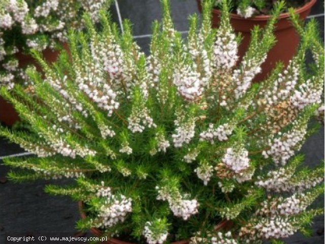 Erica darleyensis 'White Rocket'  - wrzosiec darlejski odm. 'White Rocket' 