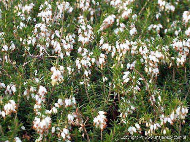 Erica carnea 'Alba'  - spring heath odm. 'Alba' 