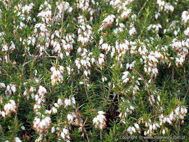 Erica carnea 'Alba'  - wrzosiec krwisty odm. 'Alba' 