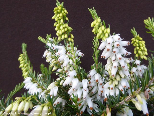 Erica carnea 'Isabell'  - wrzosiec krwisty odm. 'Isabell' 