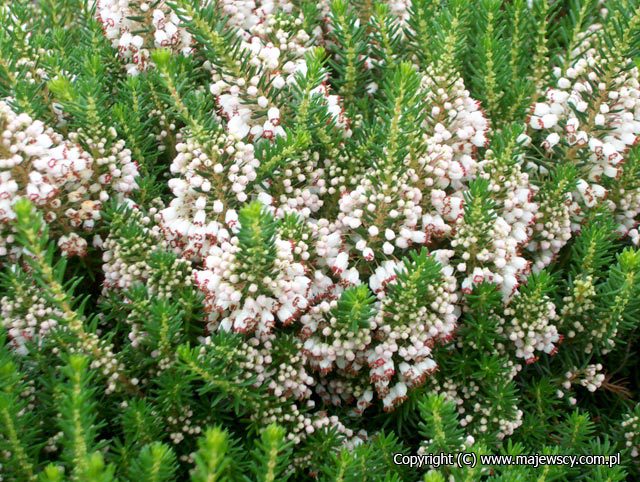 Erica vagans 'Alba'  - cornish heath odm. 'Alba' 