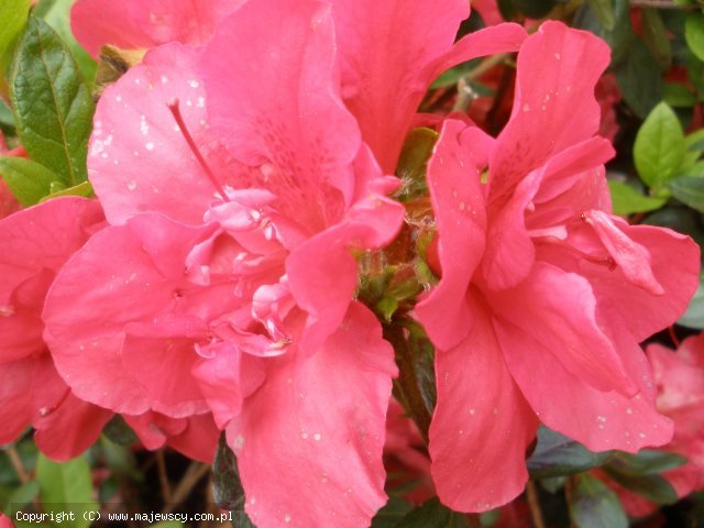 Rhododendron obtusum 'Florida'  -  odm. 'Florida' 