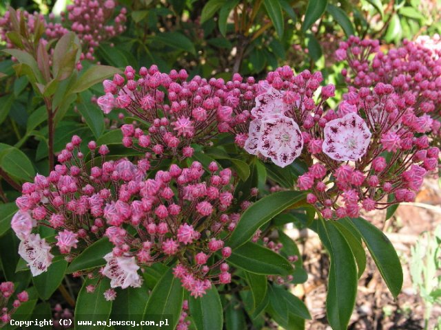 Kalmia latifolia 'Ginkona'  - kalmia szerokolistna odm. 'Ginkona' 