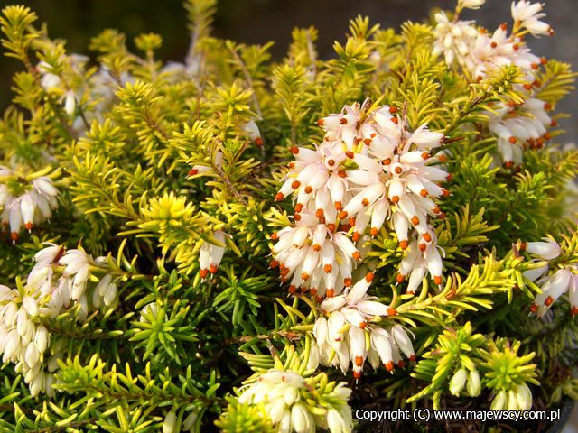 Erica carnea 'Golden Starlet'  - wrzosiec krwisty odm. 'Golden Starlet' 