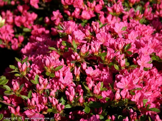 Rhododendron obtusum 'Diamant Rot'  -  odm. 'Diamant Rot' 