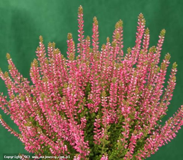 Calluna vulgaris 'Juliane' &reg - вереск обыкновенный odm. 'Juliane' &reg