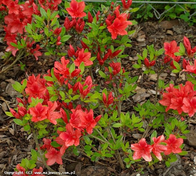 Rhododendron obtusum 'Juliette'  -  odm. 'Juliette' 