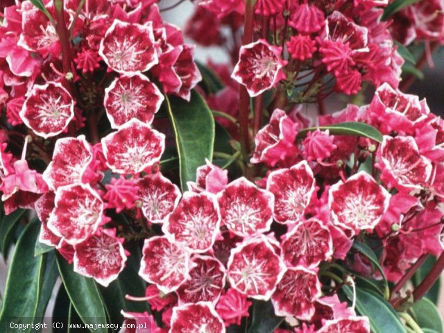 Kalmia latifolia 'Kaleidoscope'  - kalmia szerokolistna odm. 'Kaleidoscope' 