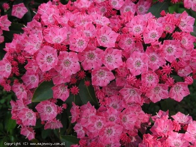 Kalmia latifolia 'Beacon'  - kalmia szerokolistna odm. 'Beacon' 