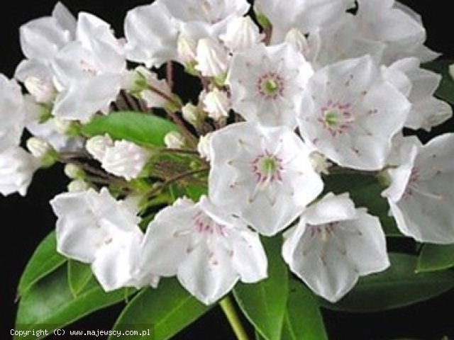 Klamia latifolia 'Elf'  - kalmia szerokolistna odm. 'Elf' 