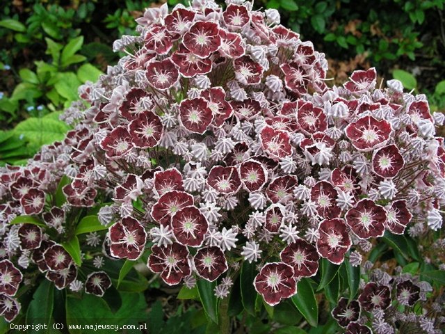 Kalmia latifolia 'Tadeusz'  - kalmia szerokolistna odm. 'Tadeusz' 