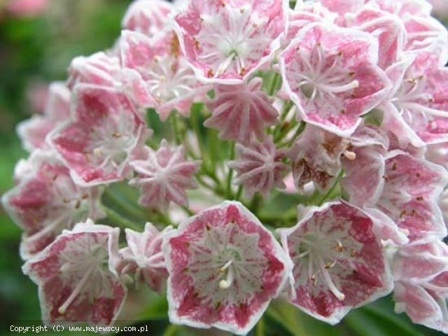 Kalmia latifolia 'Hania'  - kalmia szerokolistna odm. 'Hania' 