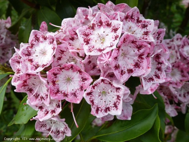 Kalmia latifolia 'Ideal'  - kalmia szerokolistna odm. 'Ideal' 