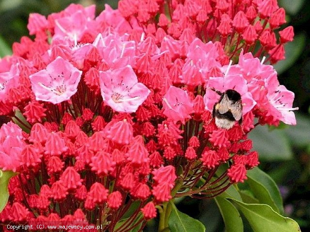 Kalmia latifolia 'Kardinal'  - широколистная кальмия odm. 'Kardinal' 