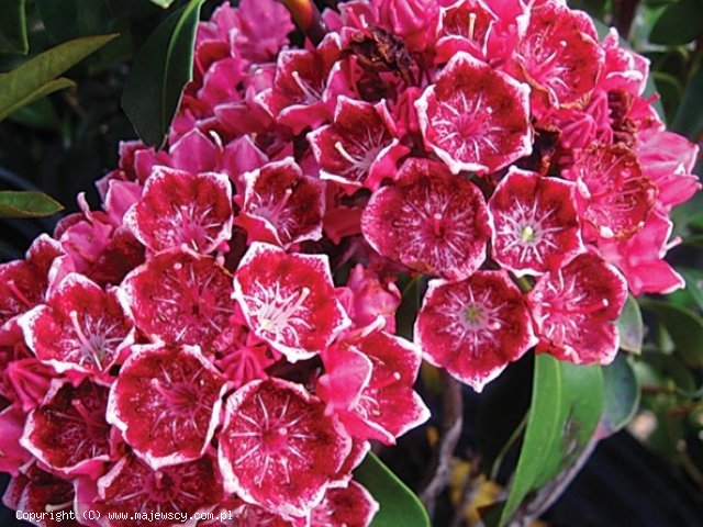 Kalmia latifolia 'Keepsake'  - кальмия широколистная odm. 'Keepsake' 