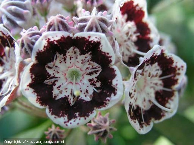 Kalmia latifolia 'Black label'  -  odm. 'Black label' 