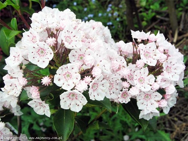 Kalmia latifolia 'Vanilla Cream'  - kalmia szerokolistna odm. 'Vanilla Cream' 