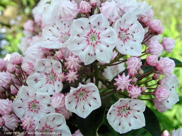 Kalmia latifolia 'Zebulon'  - kalmia szerokolistna odm. 'Zebulon' 