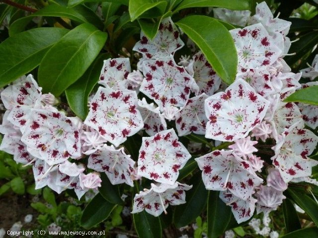 Kalmia latifolia 'Radiata'  - kalmia szerokolistna odm. 'Radiata' 